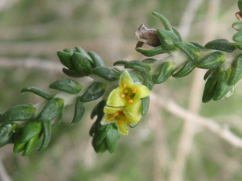 Thymelaea hirsuta